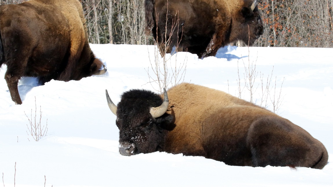 Buffalo at Coal River