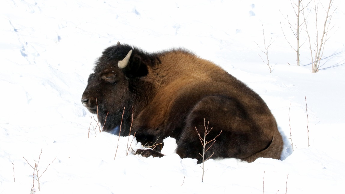 Buffalo at Coal River