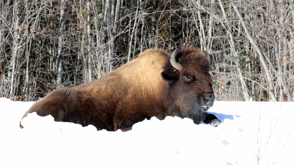 Buffalo at Coal River