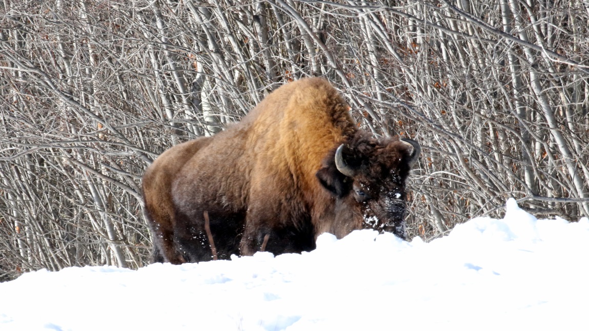 Buffalo at Coal River