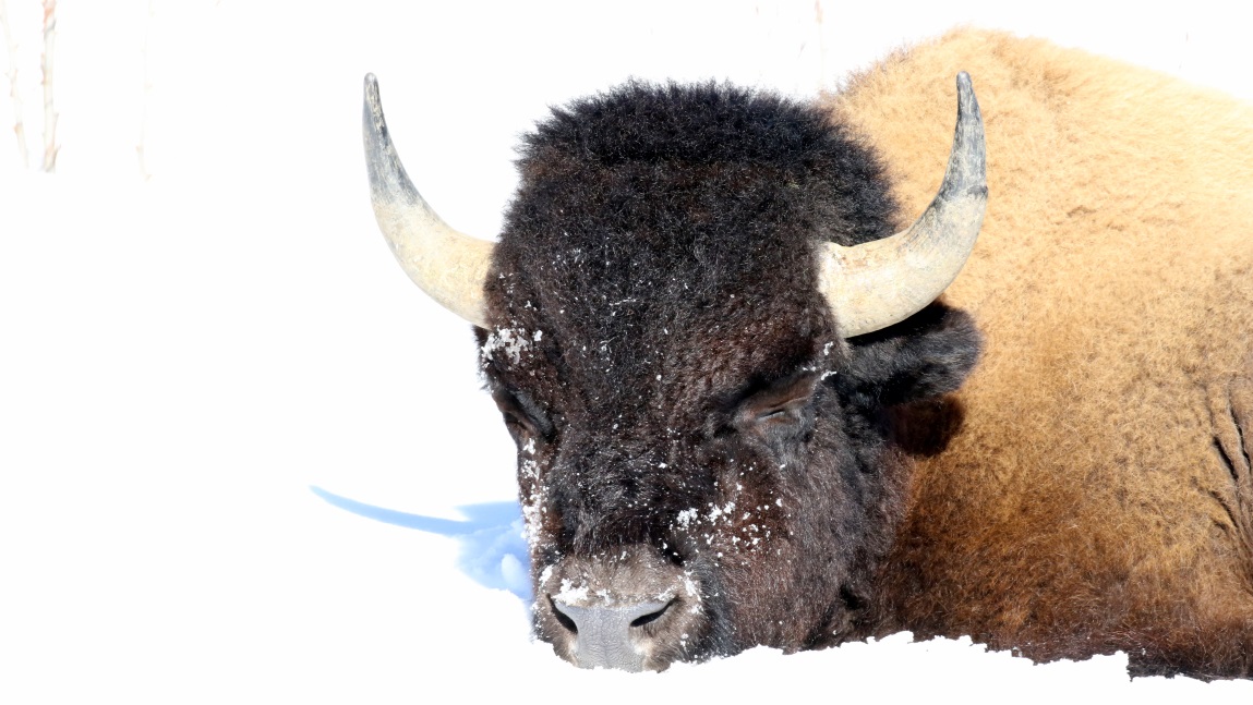 Buffalo at Coal River