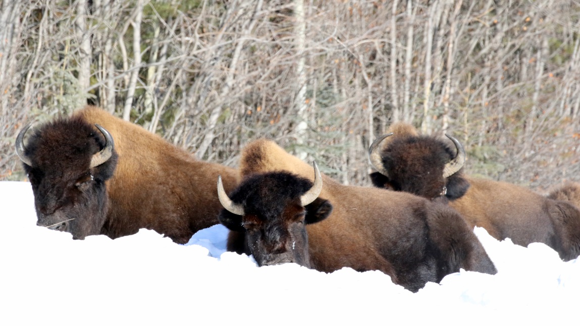 Buffalo at Coal River
