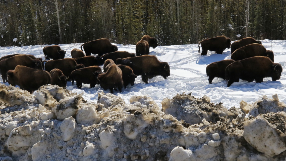 Buffalo fourteen miles Northwest of Fireside