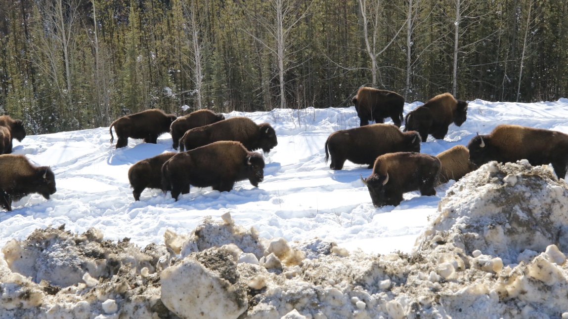 Buffalo fourteen miles Northwest of Fireside