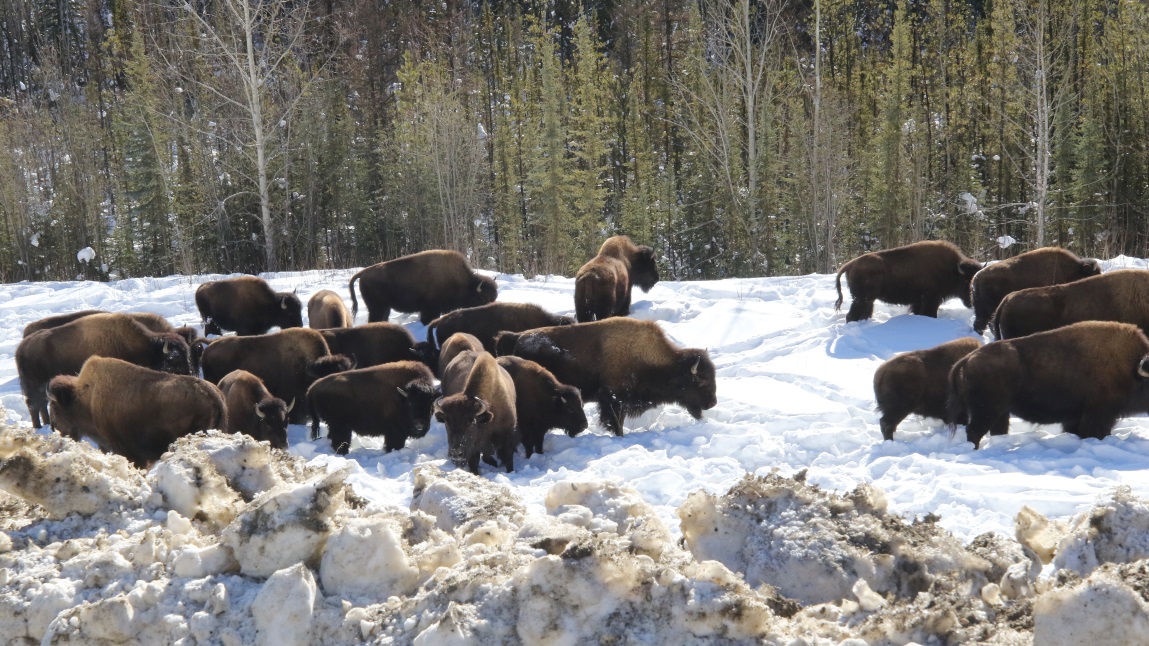 Buffalo fourteen miles Northwest of Fireside