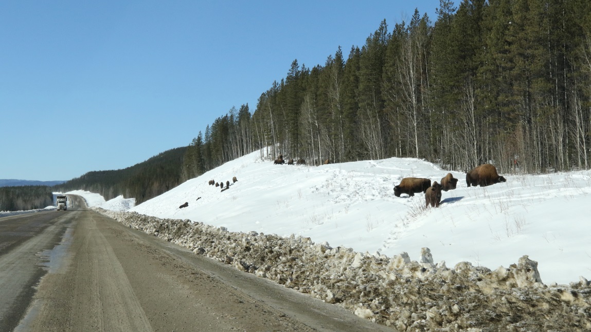 Buffalo fifteen miles Northwest of Fireside