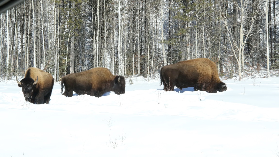 Buffalo fifteen miles Northwest of Fireside
