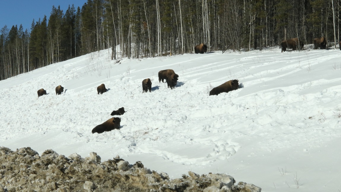 Buffalo fifteen miles Northwest of Fireside