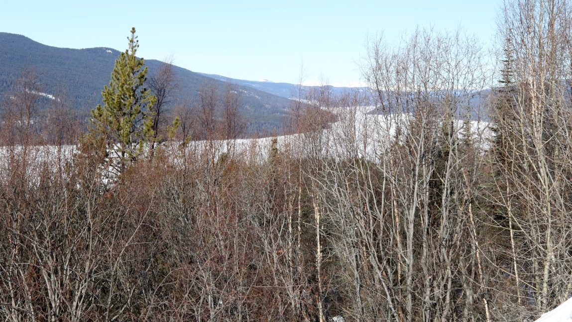 Twelve miles North of the town of Dease Lake
