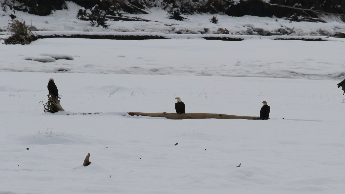 Eagles on the Skeena River