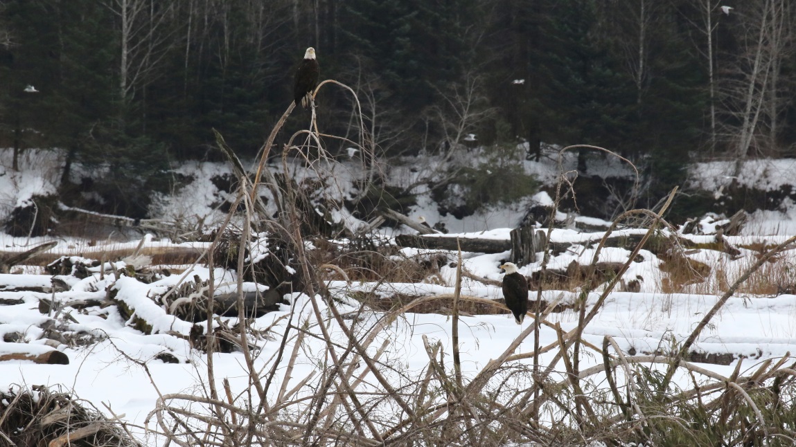 Eagles on the Skeena River