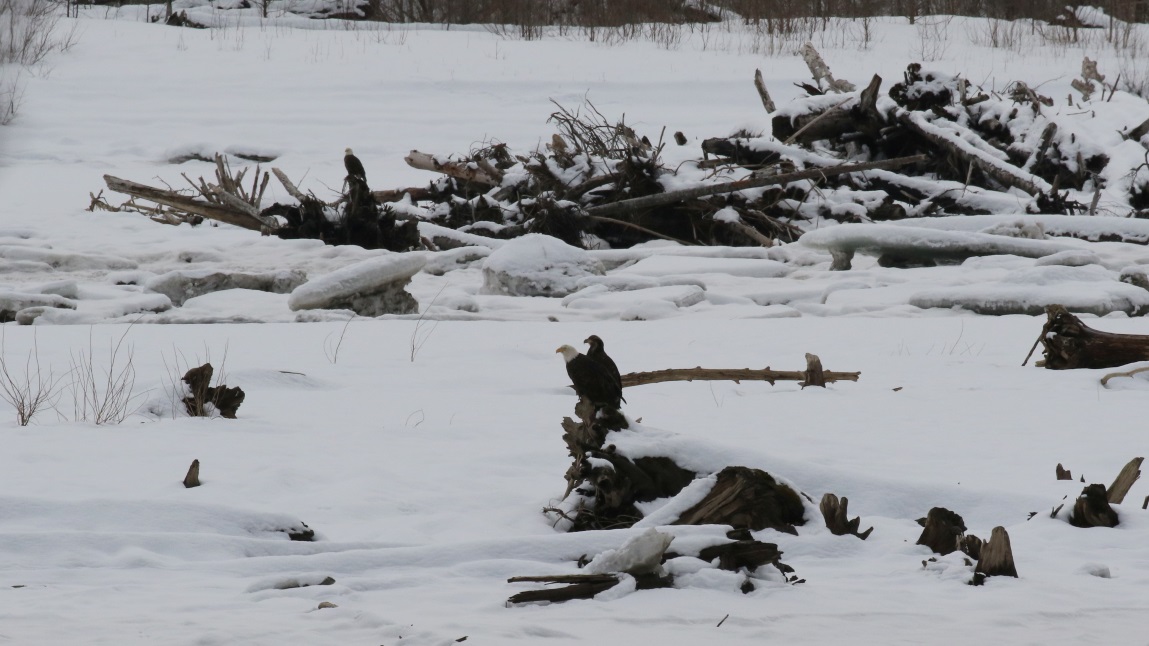 Eagles on the Skeena River