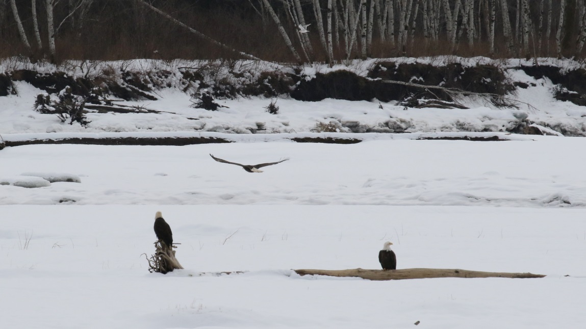 Eagles on the Skeena River