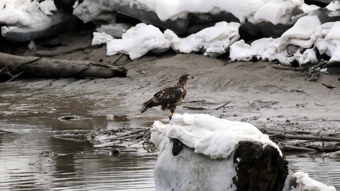 Young eagle on the Skeena River