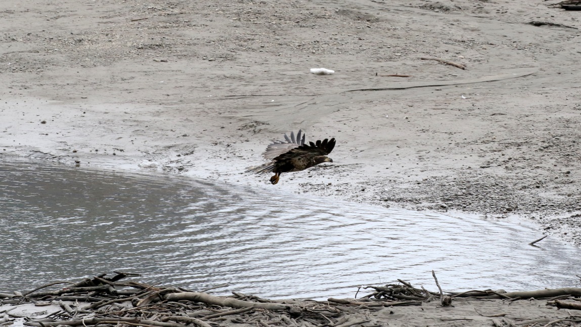 Young eagle on the Skeena River
