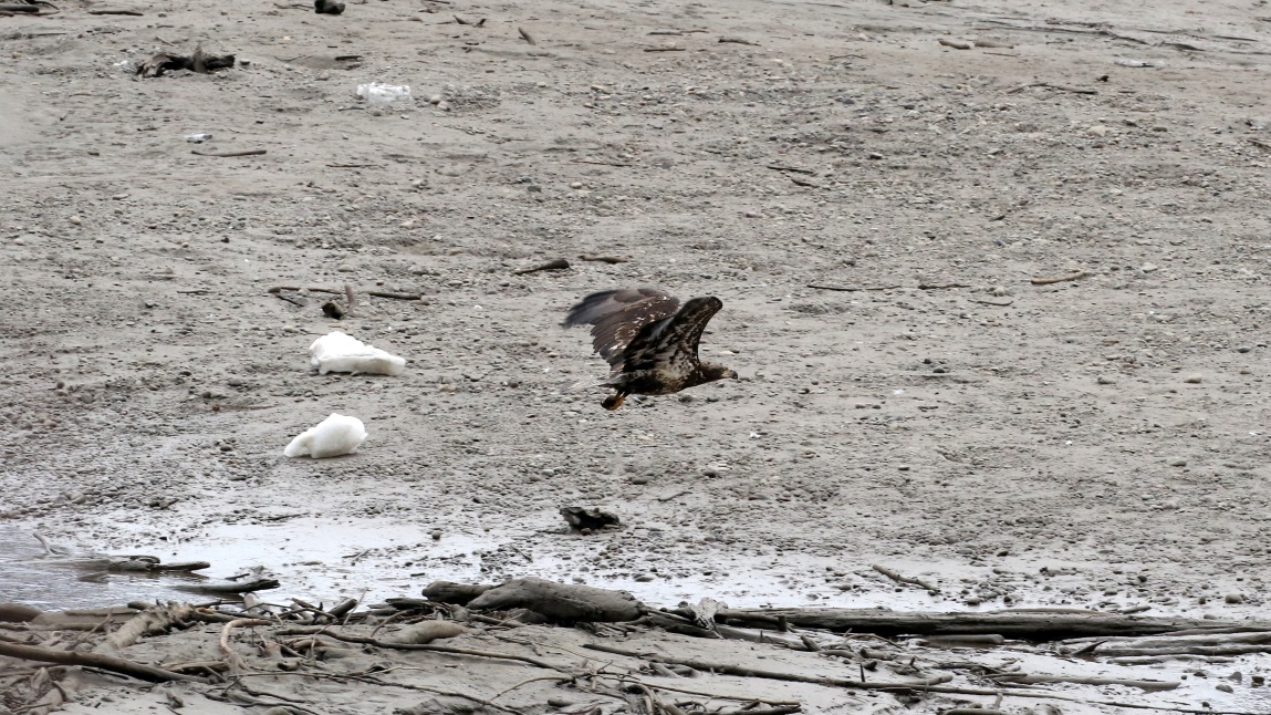 Young eagle on the Skeena River