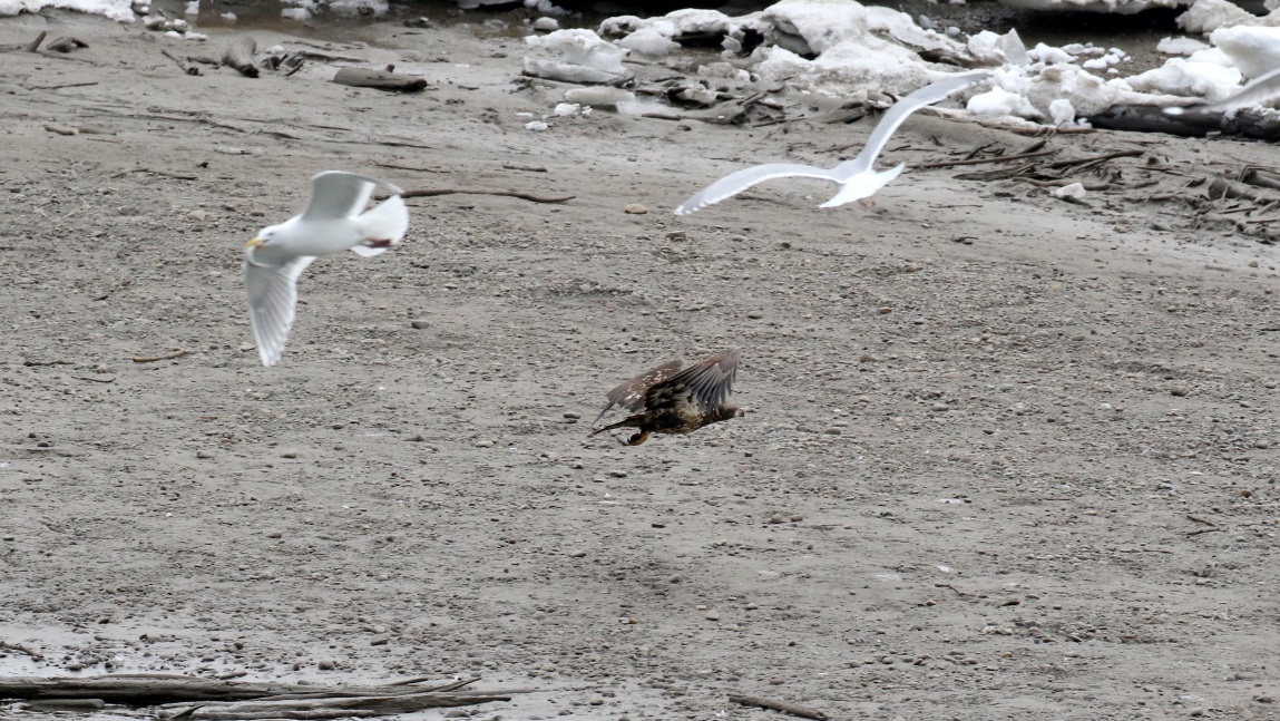 Young eagle on the Skeena River