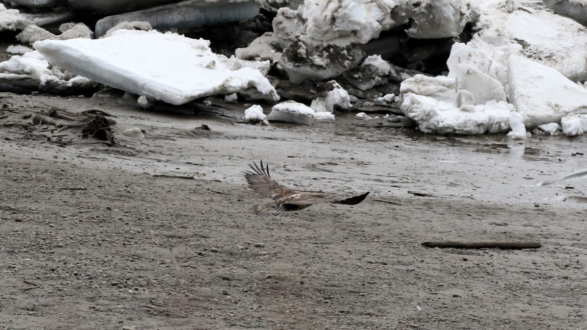 Young eagle on the Skeena River