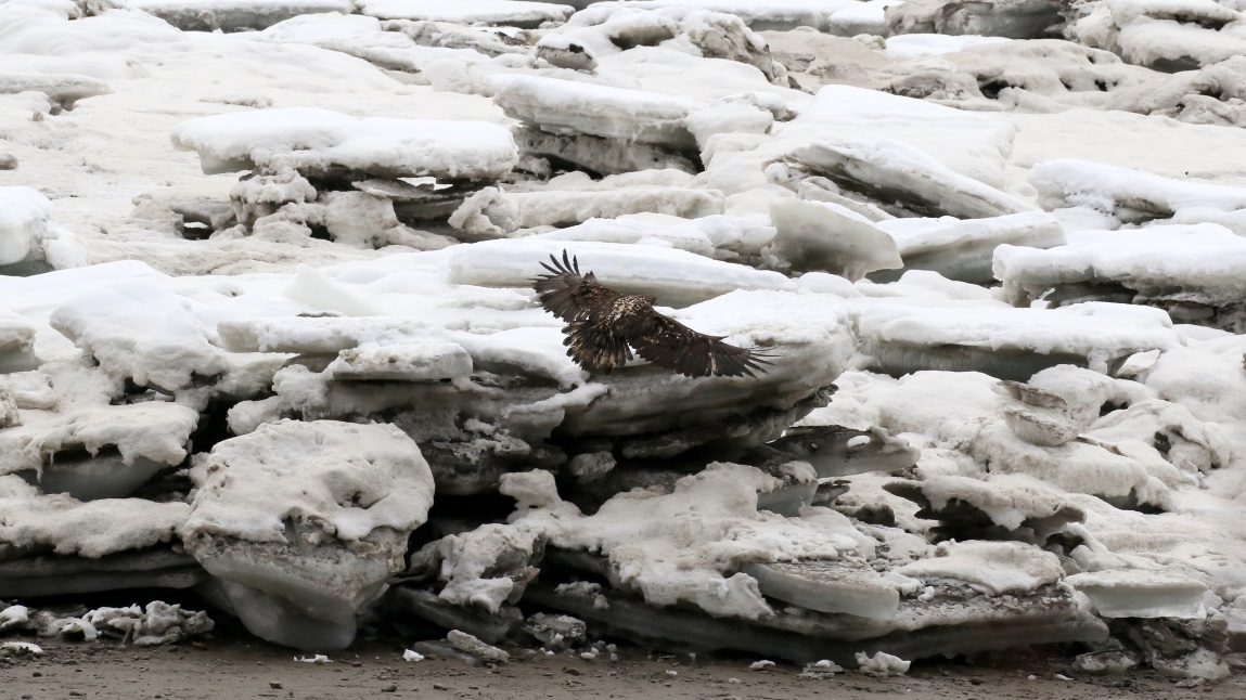 Young eagle on the Skeena River