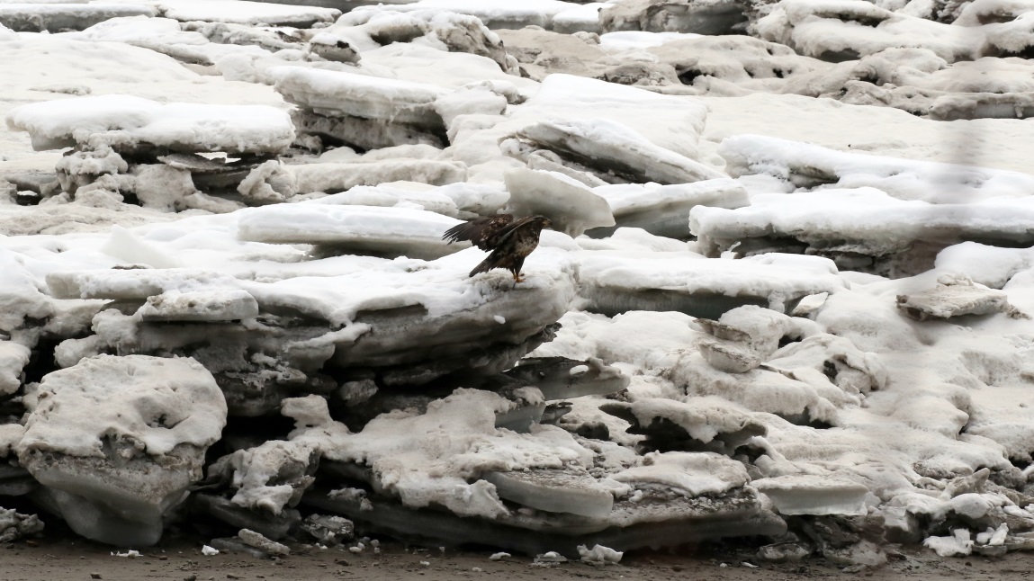 Young eagle on the Skeena River