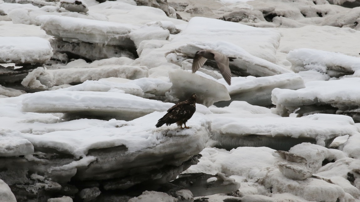 Young eagle on the Skeena River