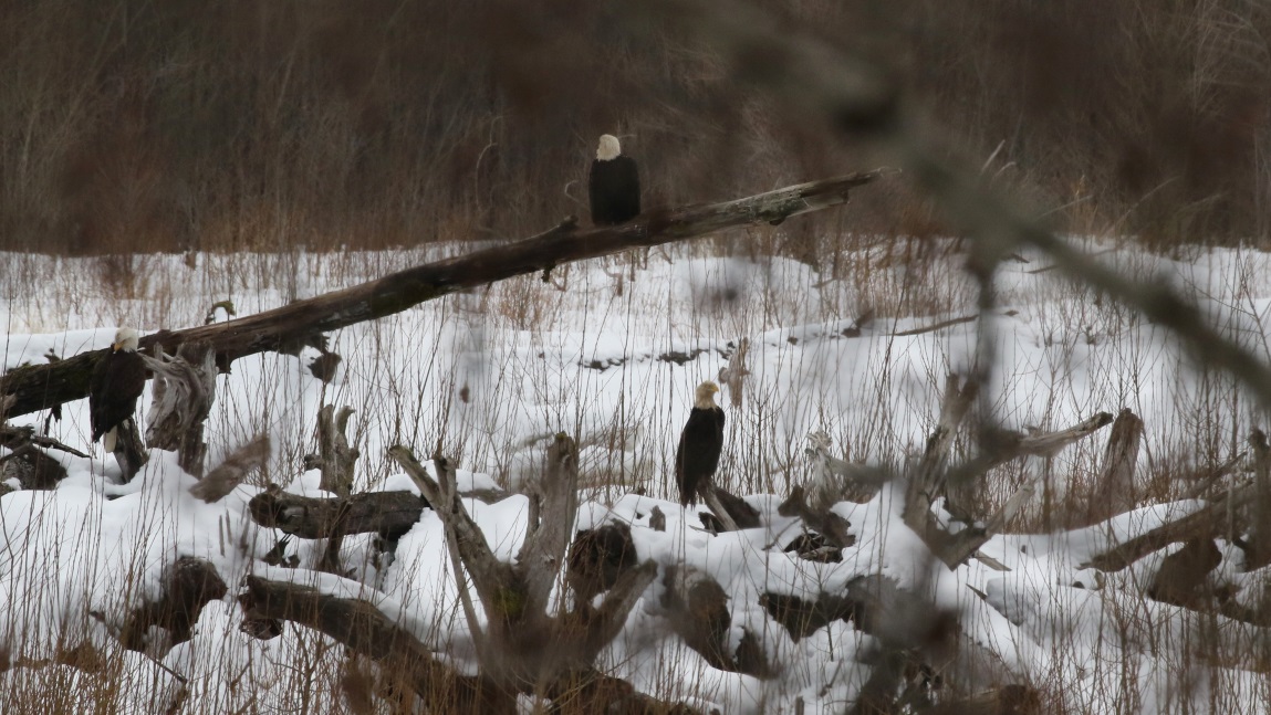 Eagles on the Skeena River