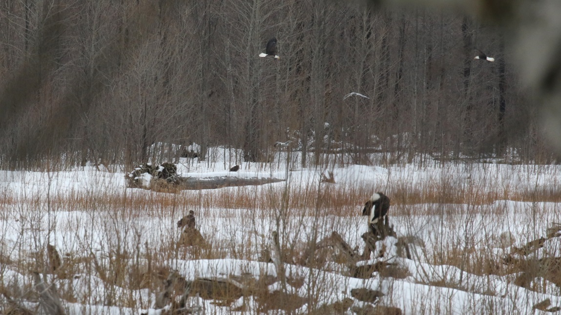 Eagles on the Skeena River