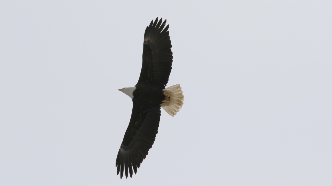 Eagle overhead