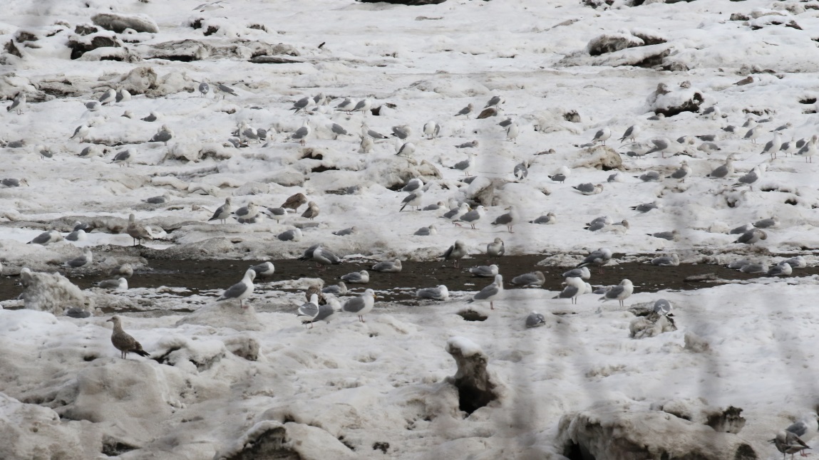 Lots of gulls