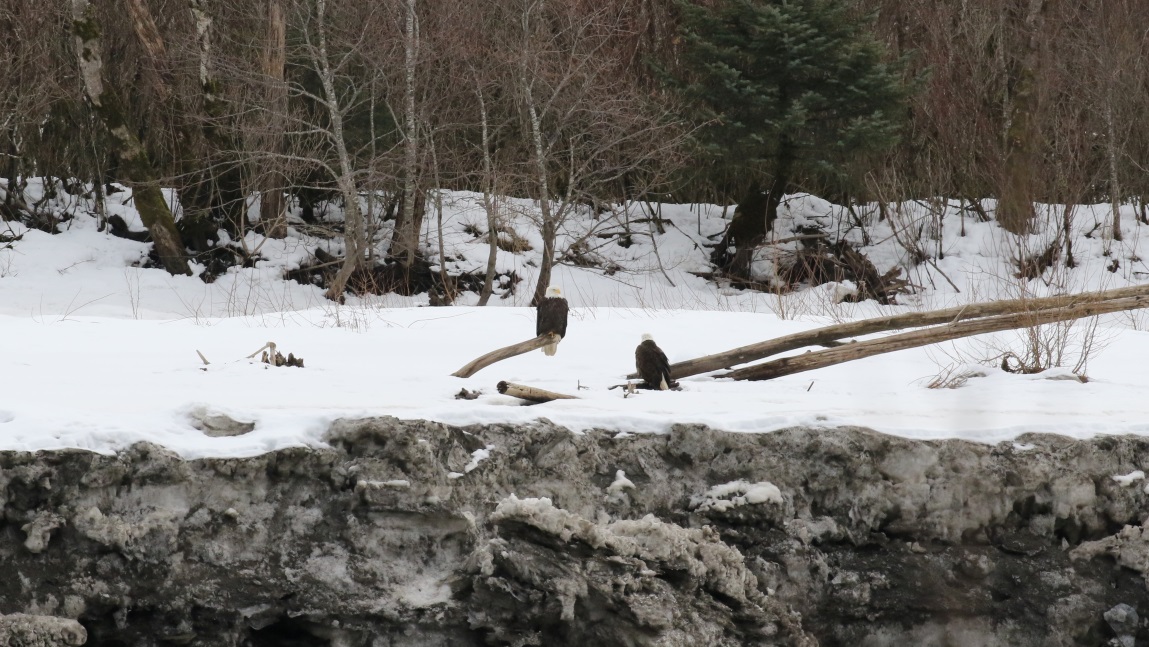 Eagles on the Skeena River