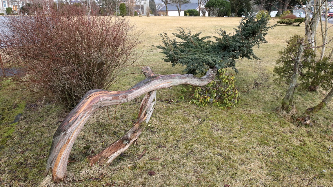 Neat horizontal cedar tree