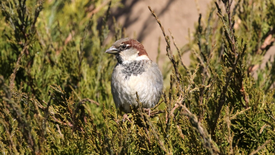Sparrow in front of the Super 8