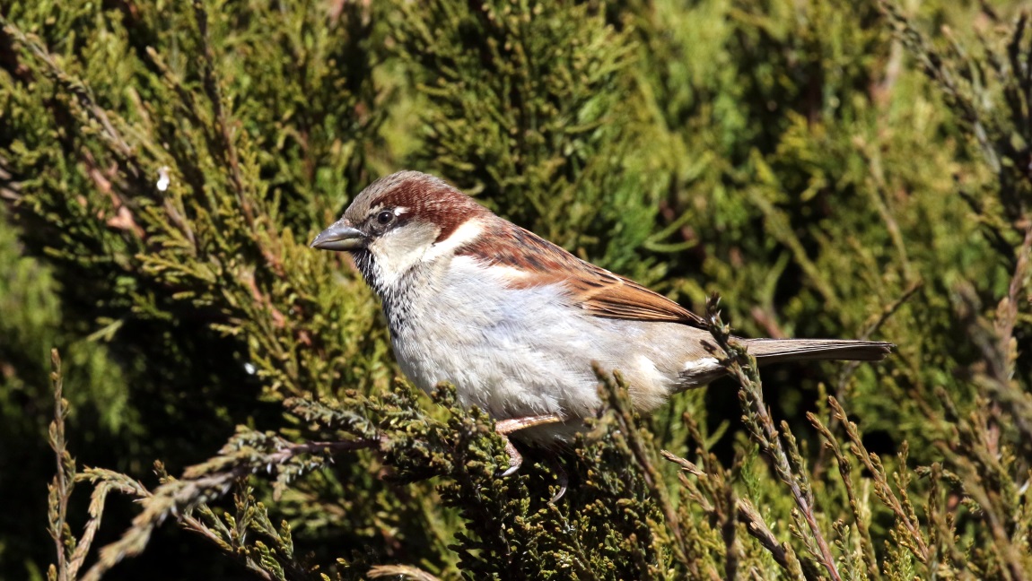 Sparrow in front of the Super 8