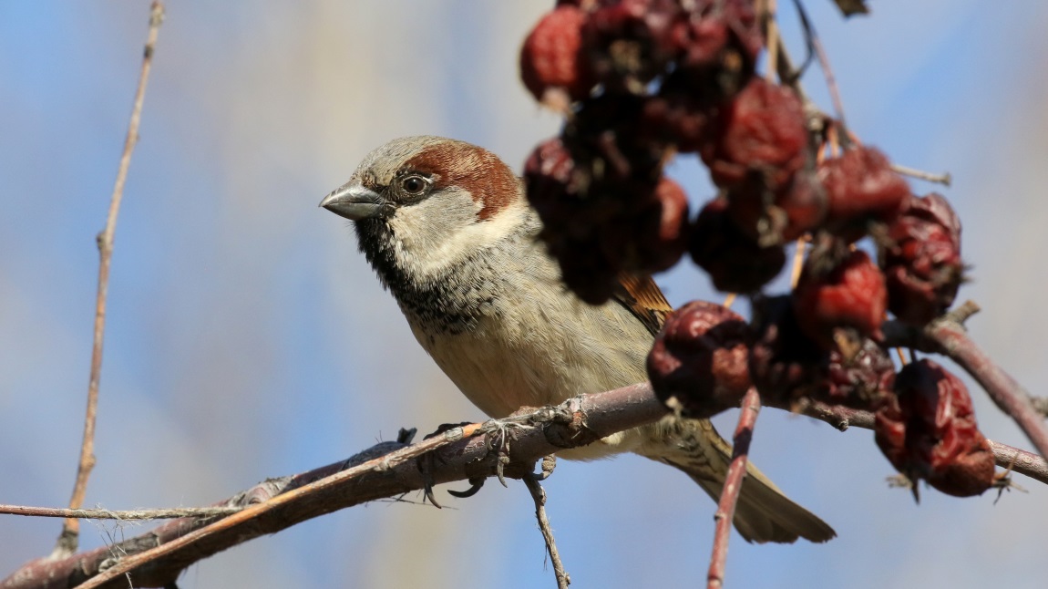 Sparrow in front of the Super 8