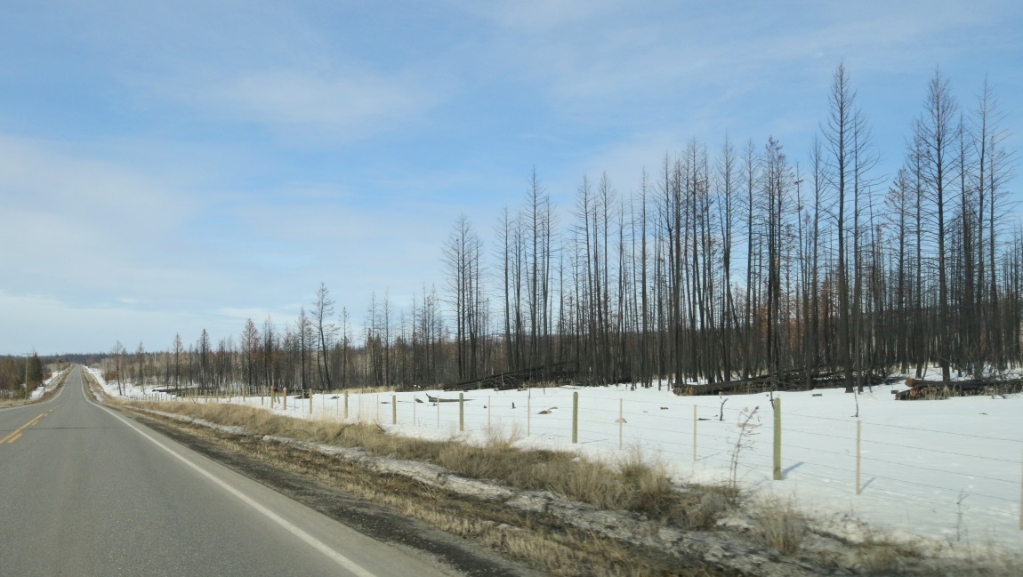Forest fire damage
