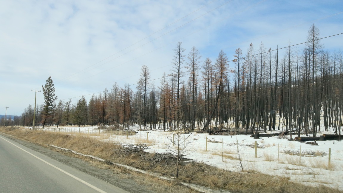 Forest fire damage