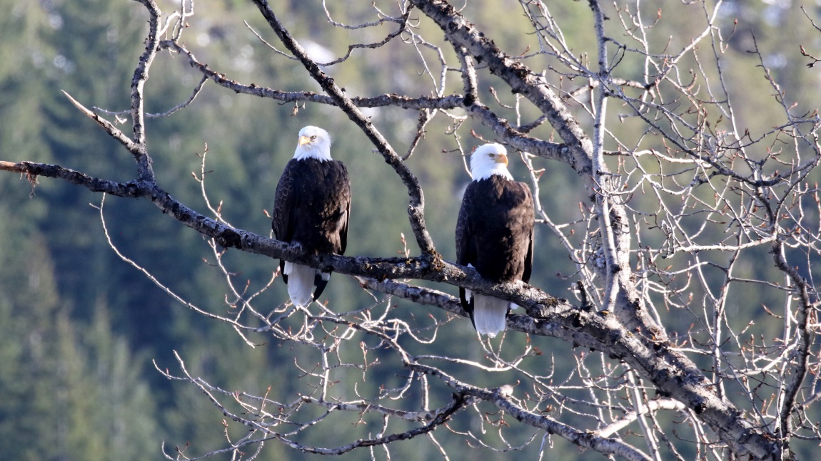 Pair of bald eagles