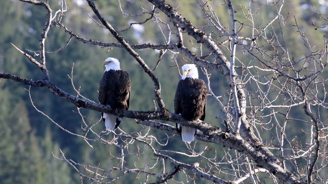 Pair of bald eagles
