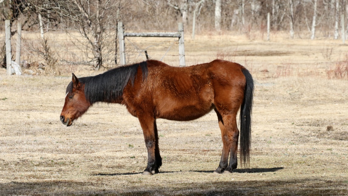 Sleepy horse
