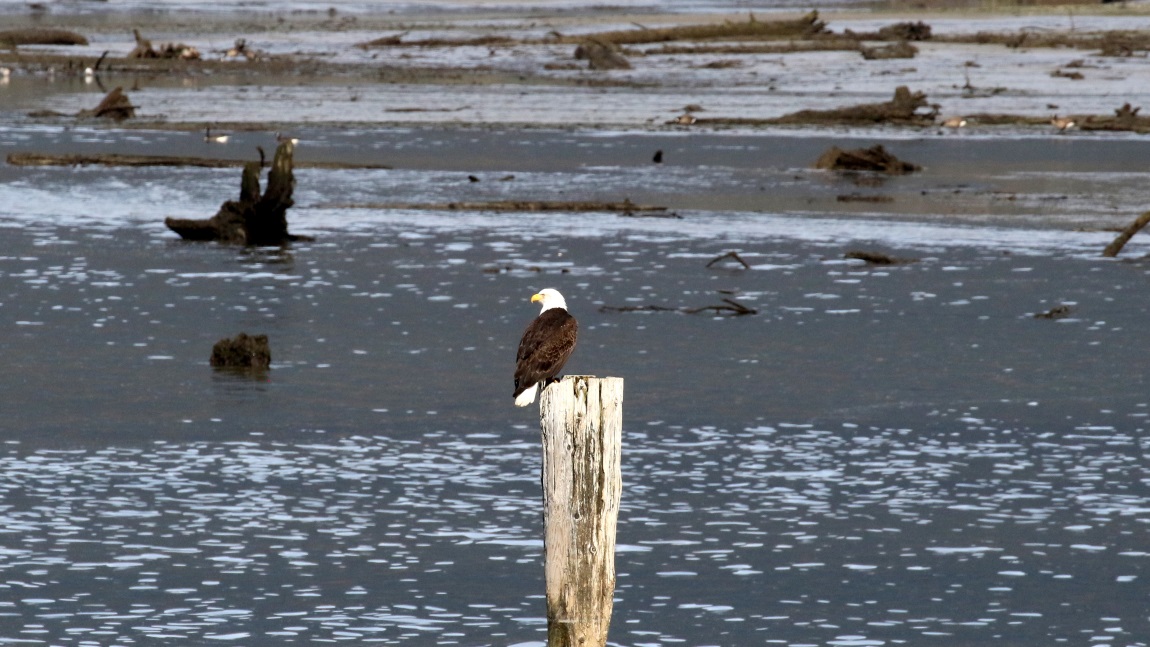 Bald Eagle at Bella Coola Harbor