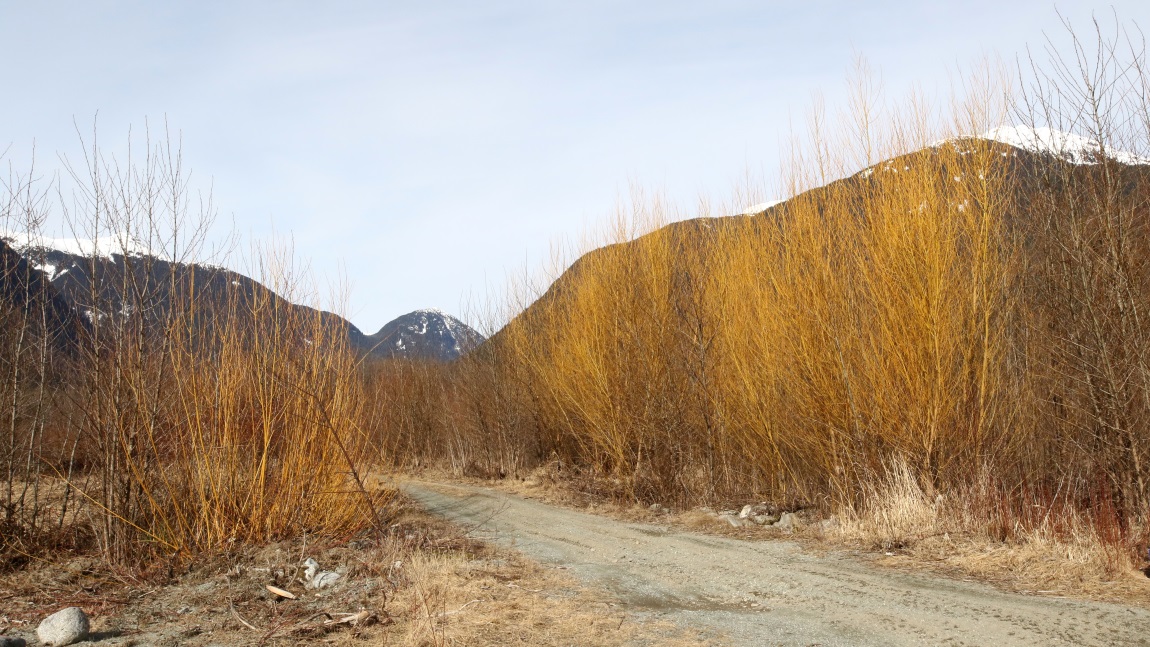 Bright orange trees near the river