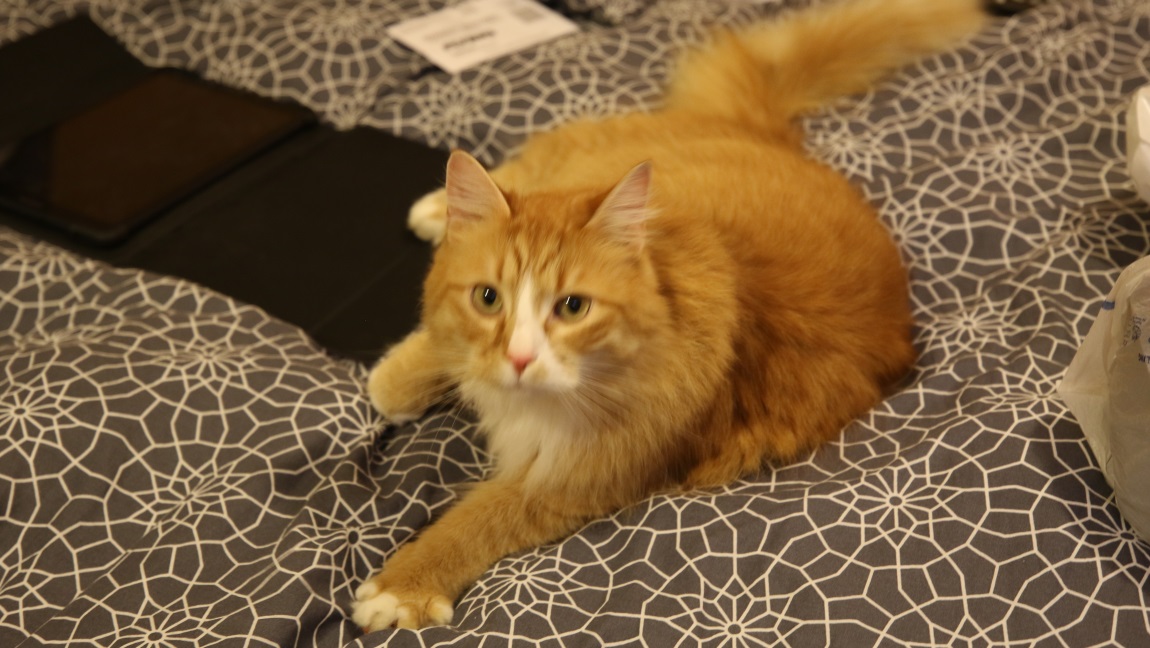 The cat came to our window