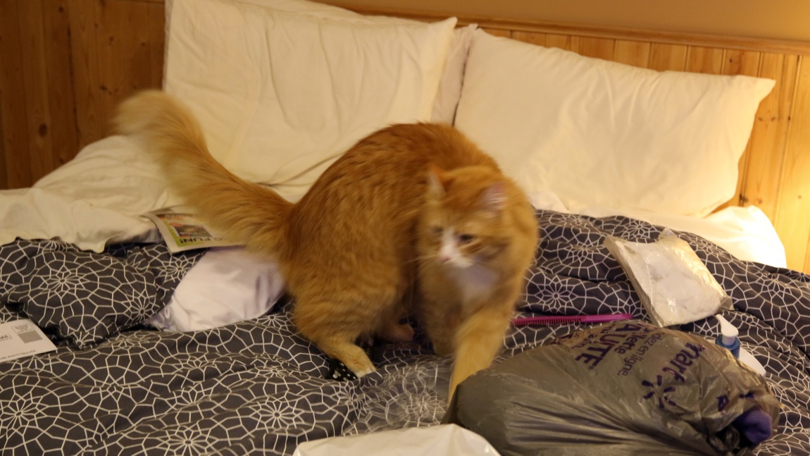 Cat paying us a visit