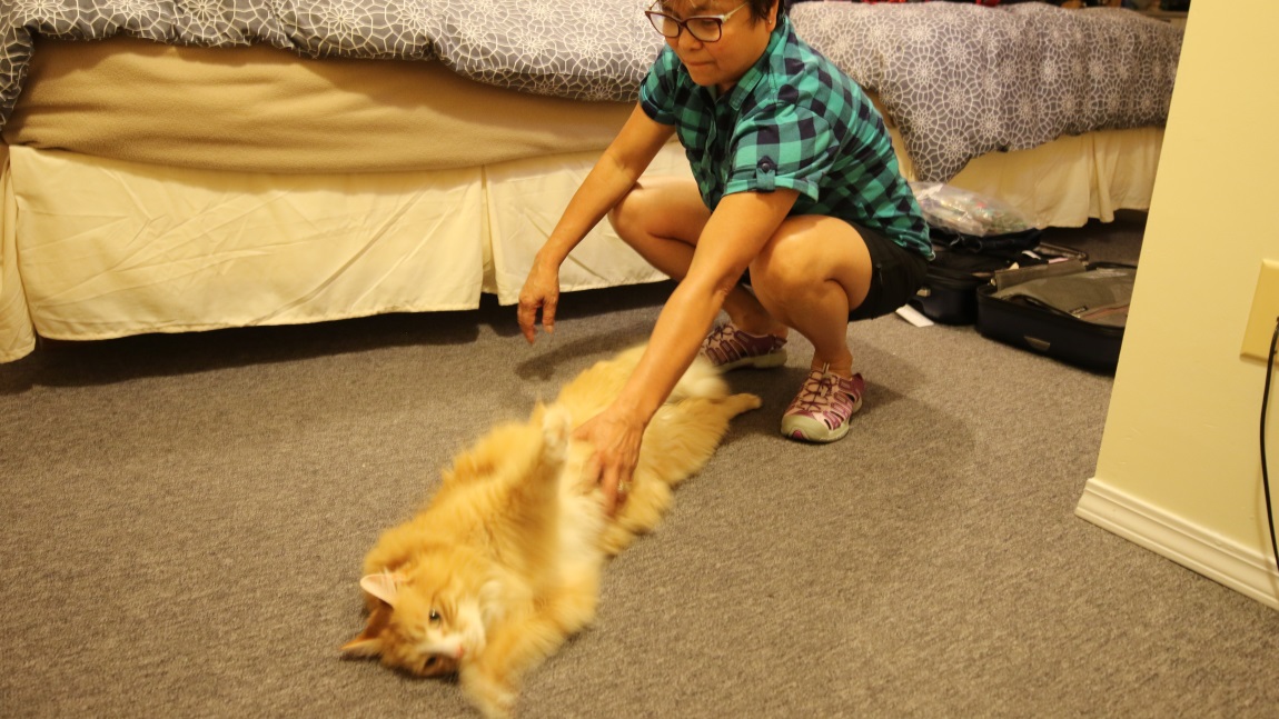 Cat paying us a visit