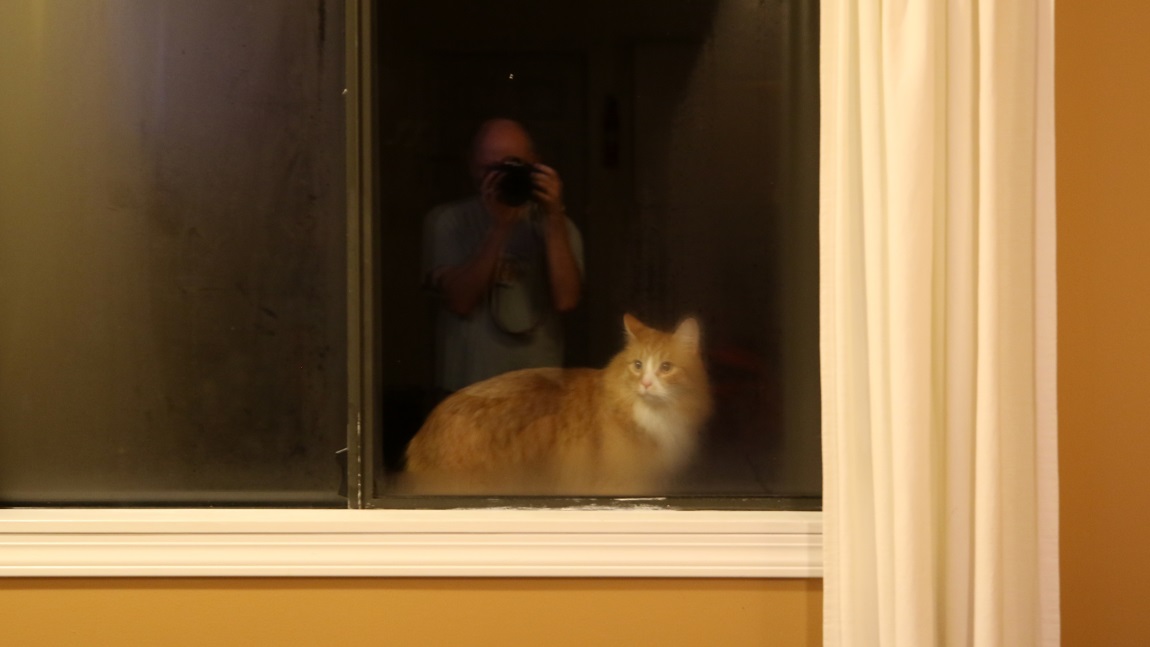 The cat back outside