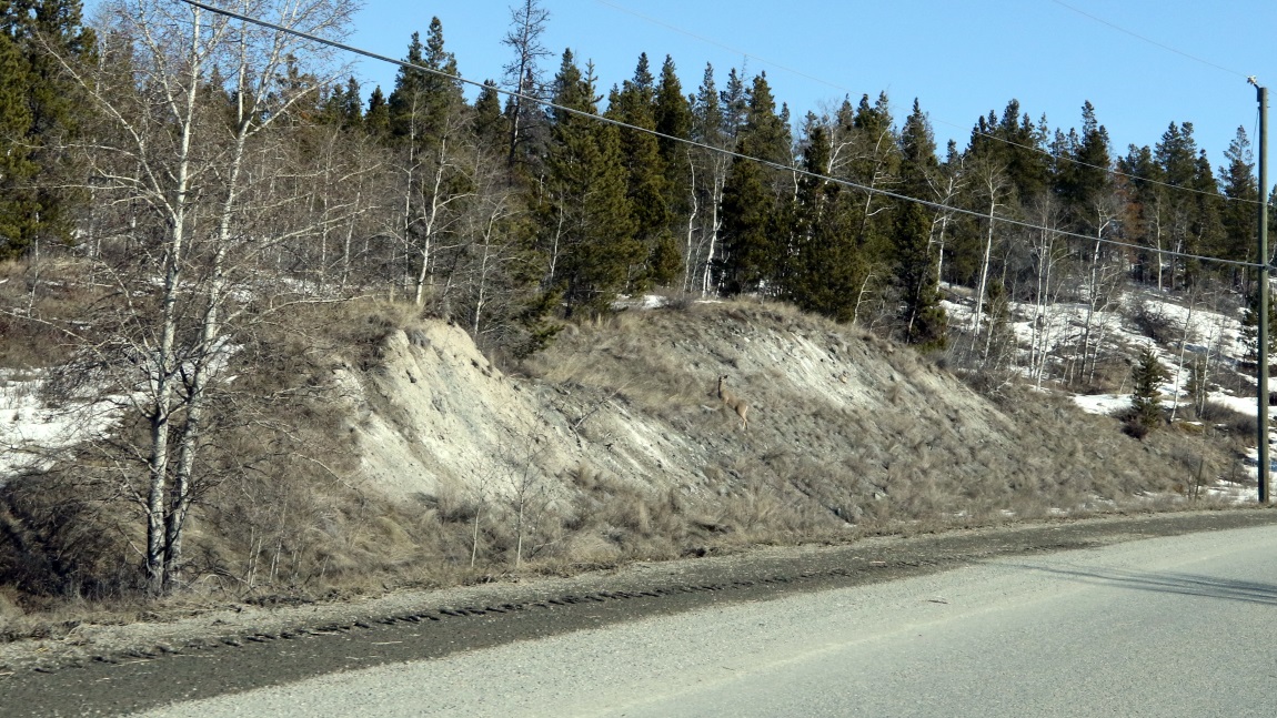 Deer eight miles West of Kleena Kleene