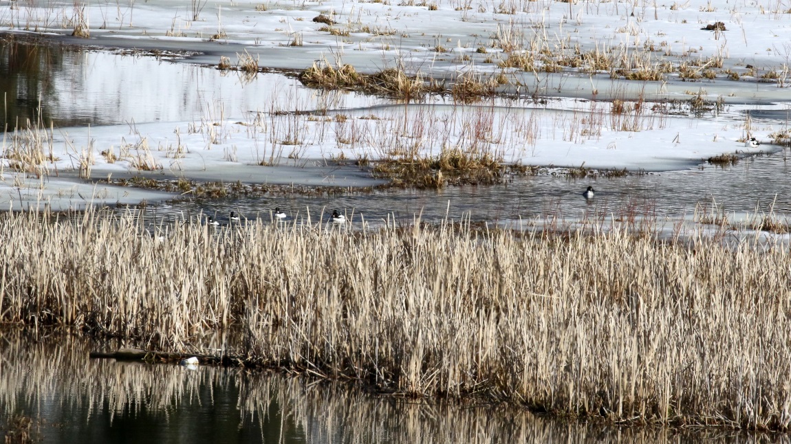 Ducks