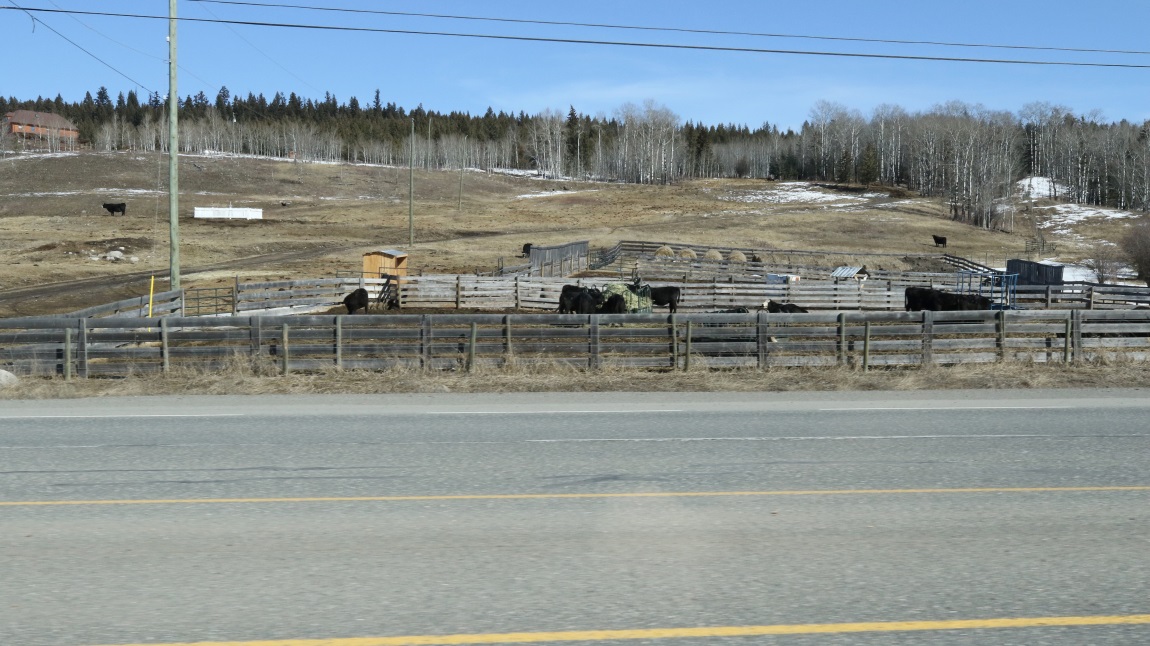 Cow farm twelve miles North of Lac La Hache