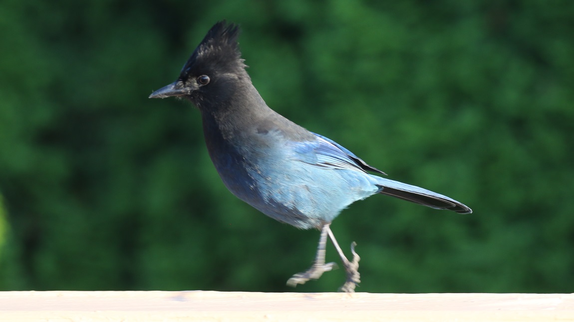 Steller's Jay