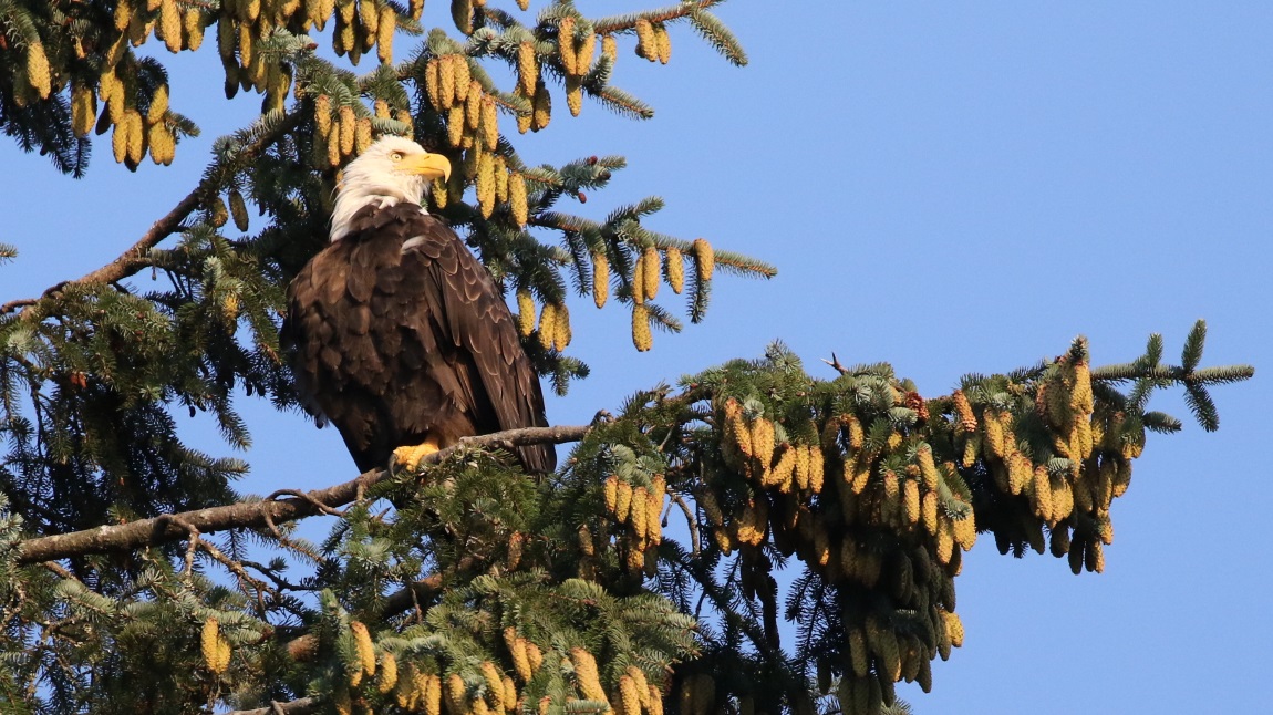 Bald Eagle